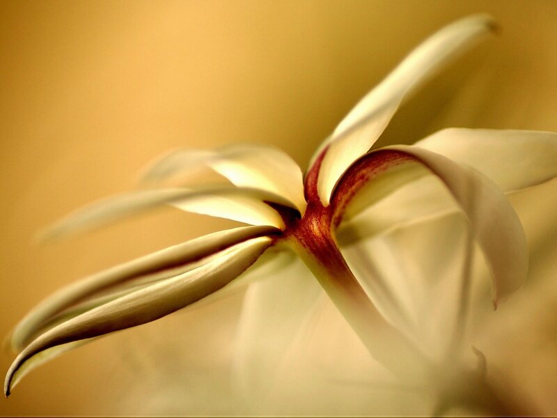 Close-up of a white flower