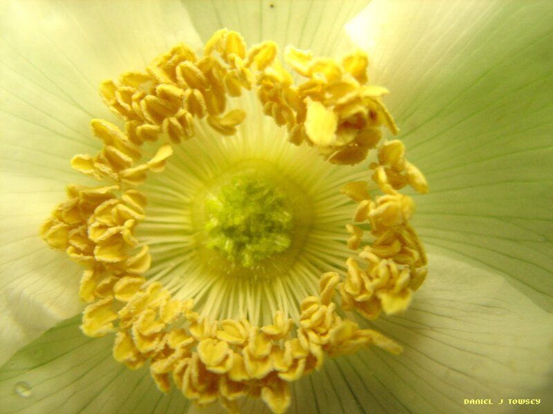 close-up of a white flower