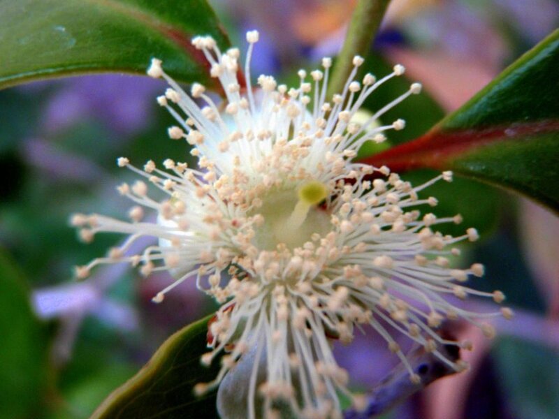 close-up of a white flower