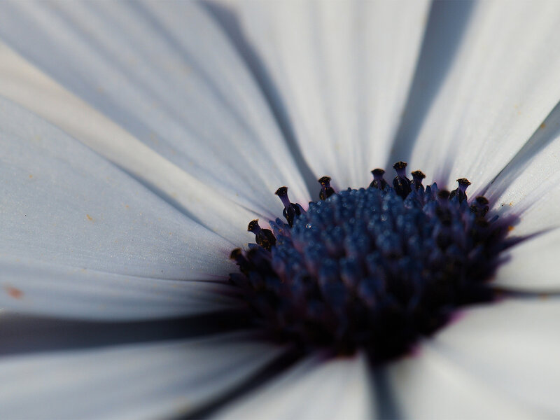 close-up of a white flower