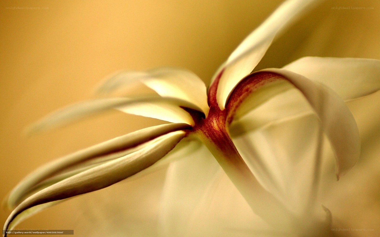 Close-up of a white flower