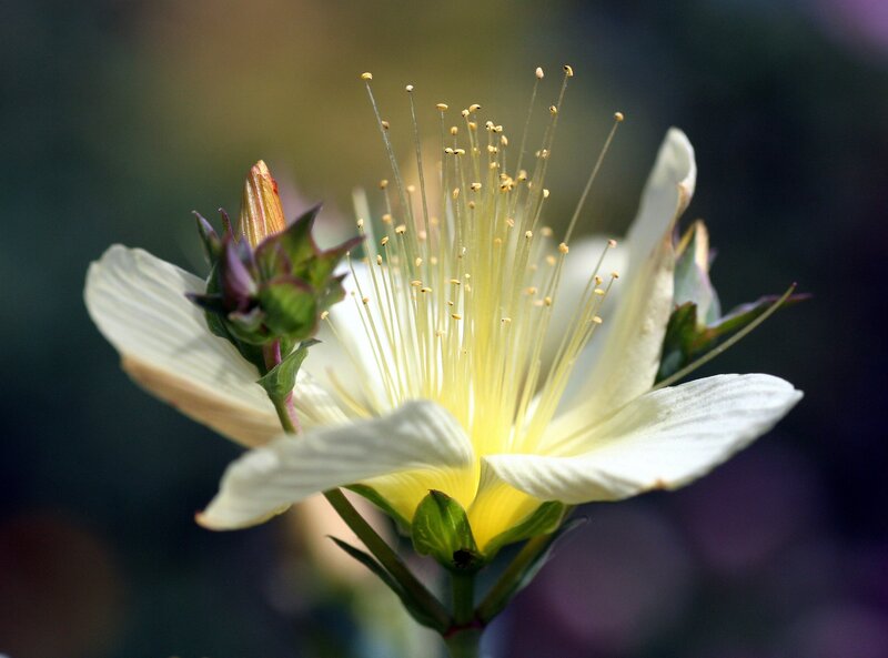Close-up of a white flower