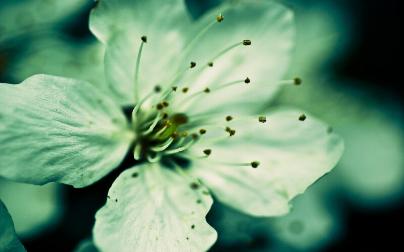 close-up of a white flower
