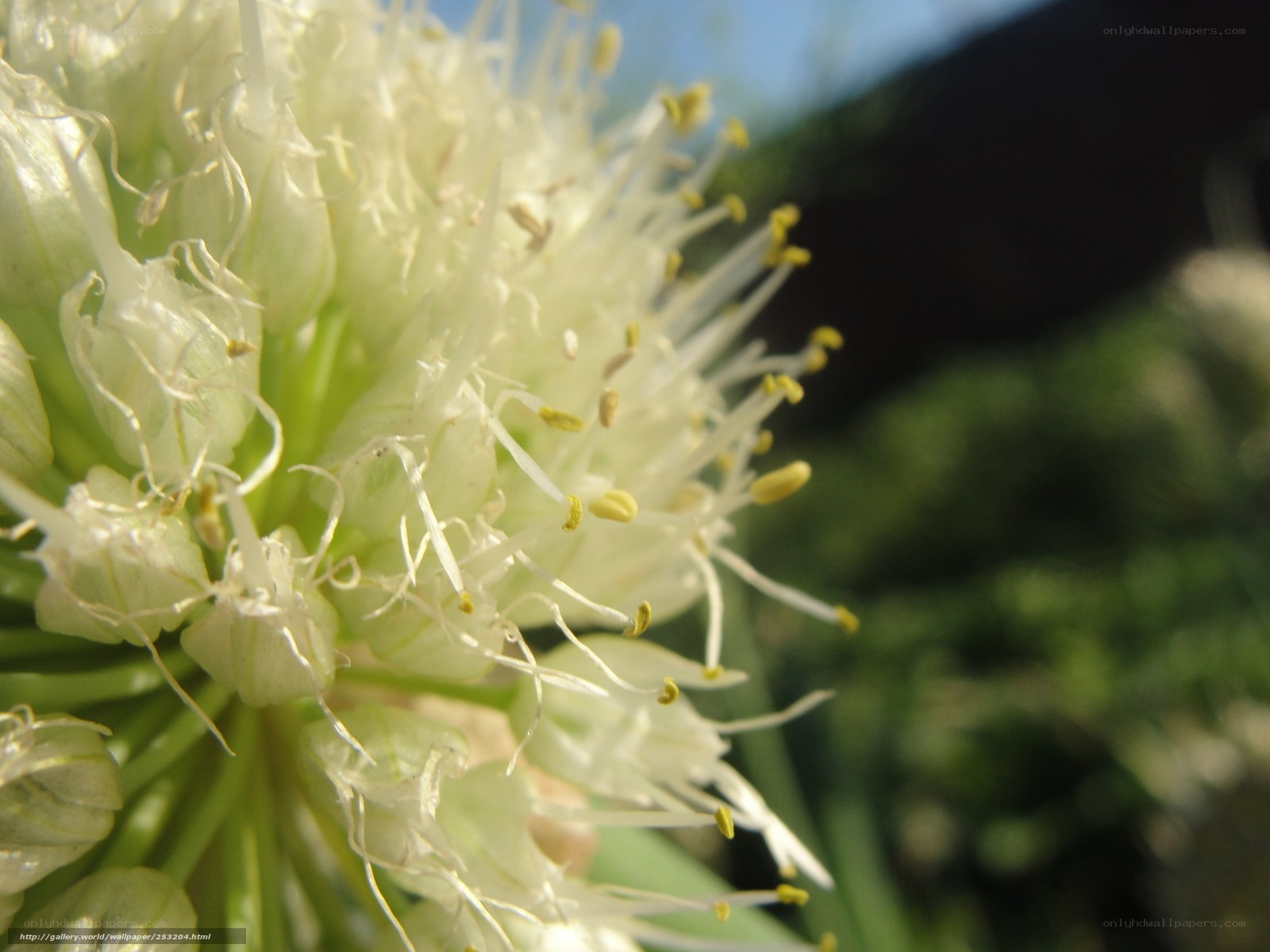 close-up of a white flower