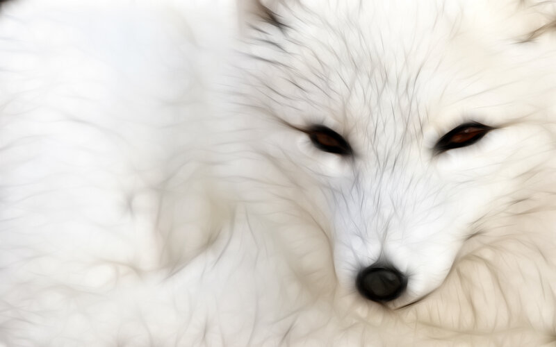 close-up of a white fox
