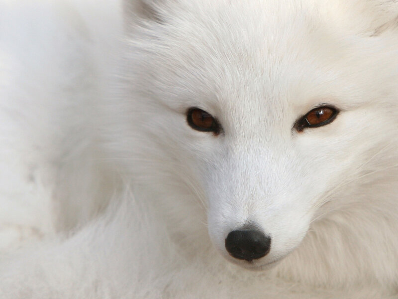 Close-up of a white fox