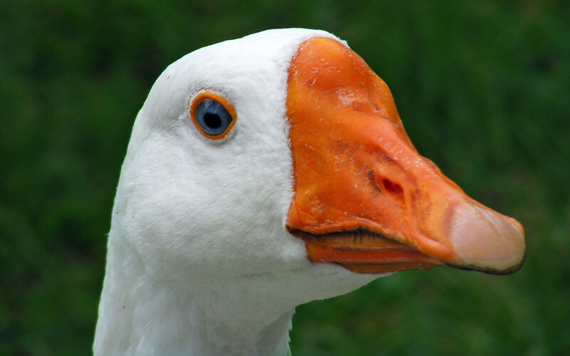 close-up of a white goose