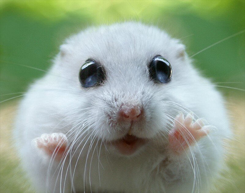 close-up of a white hamster
