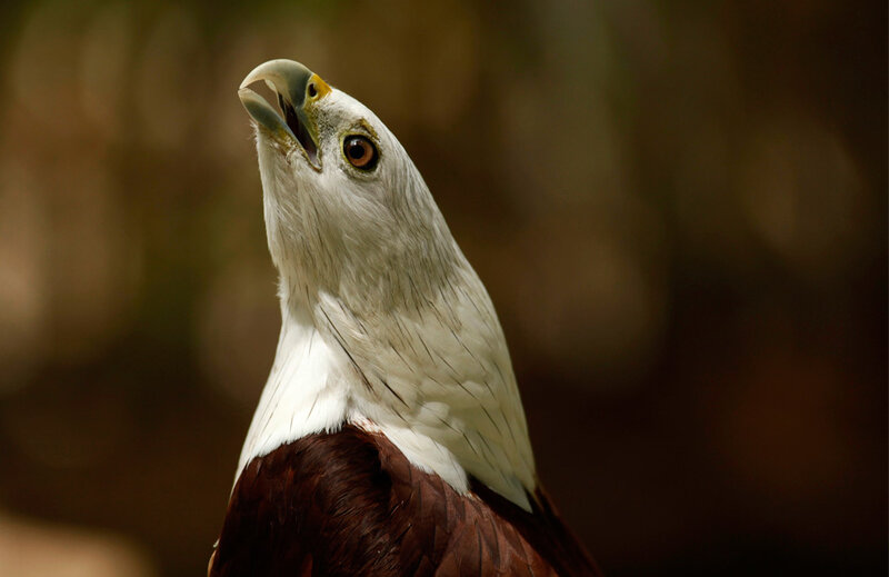 Close-up of a white-headed sea eagle