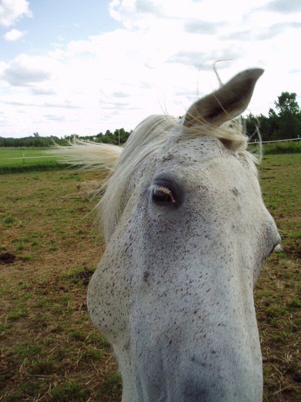 close-up of a white horse