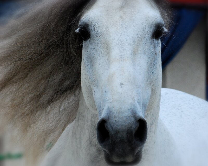close-up of a white horse