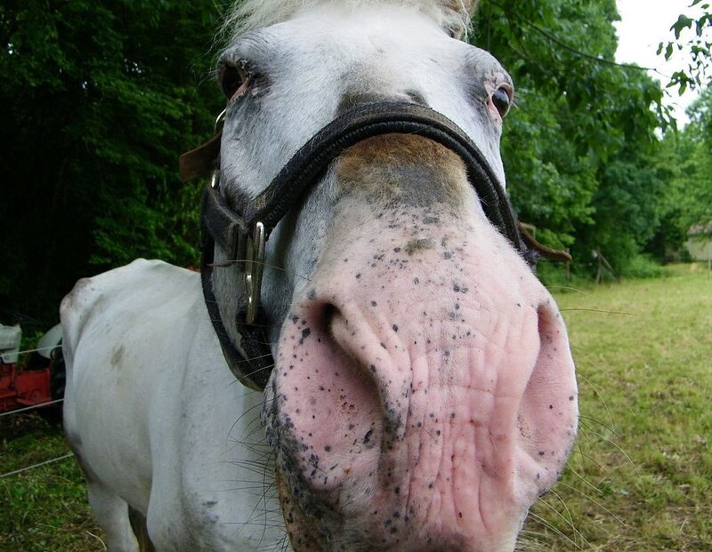 close-up of a white horse