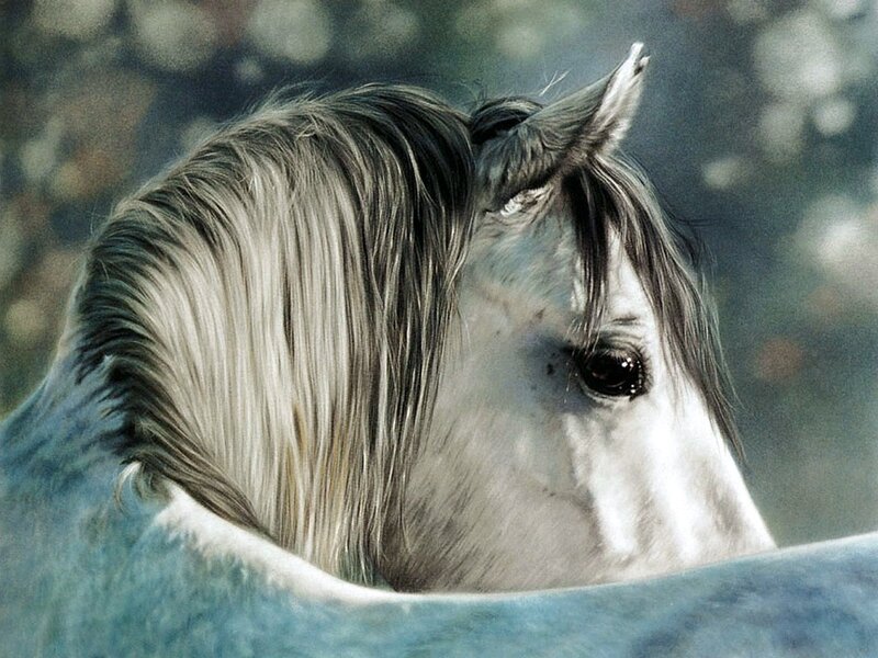 close-up of a white horse