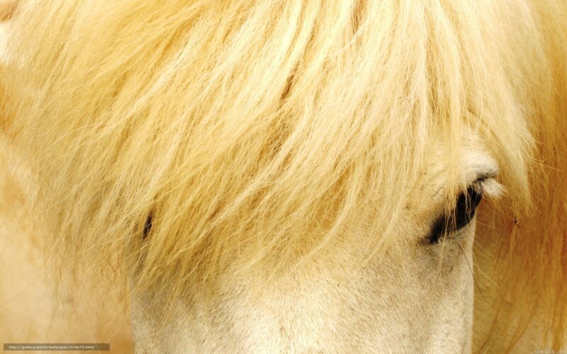 close-up of a white horse