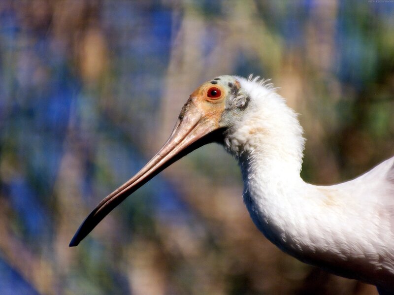 close-up of a white ibis