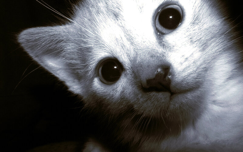 close-up of a white kitten