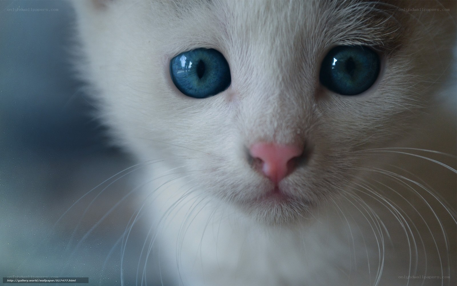 close-up of a white kitten