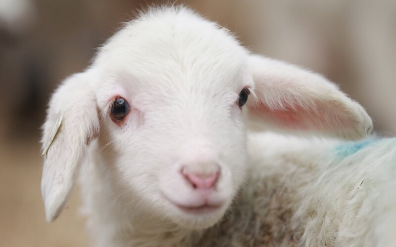 close-up of a white lamb