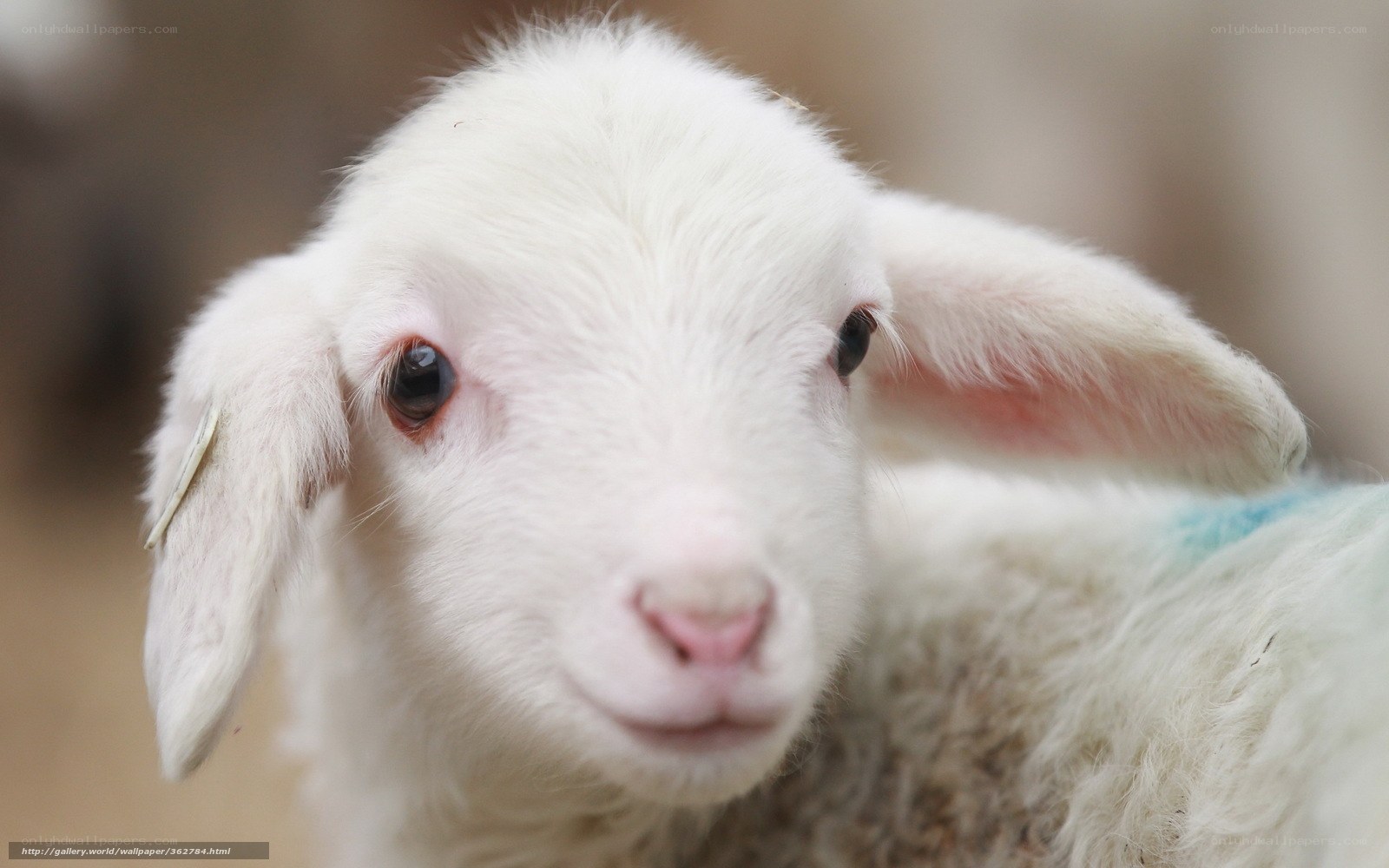 Close-up of a white lamb