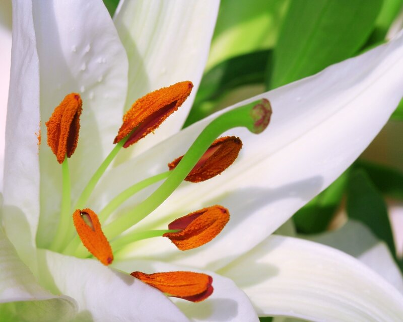 Close-up of a white lily