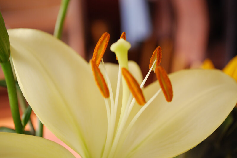 Close-up of a white lily