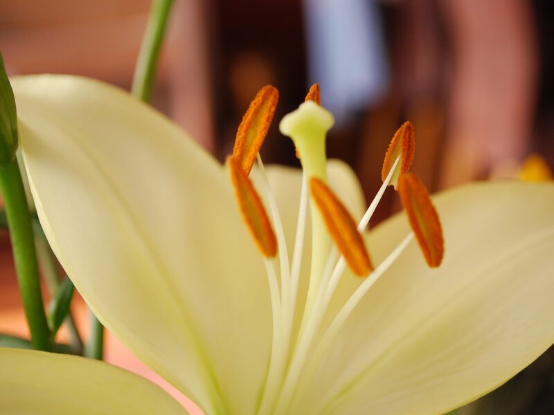 Close-up of a white lily