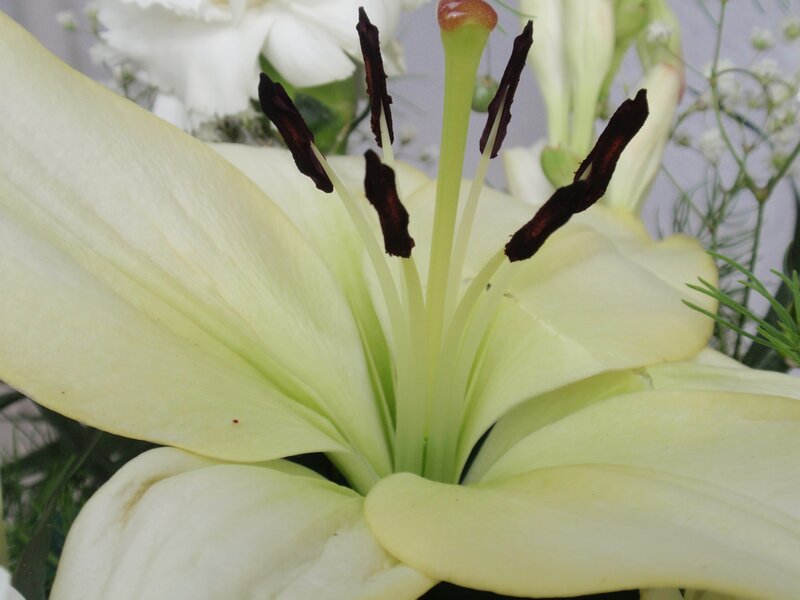 Close-up of a white lily