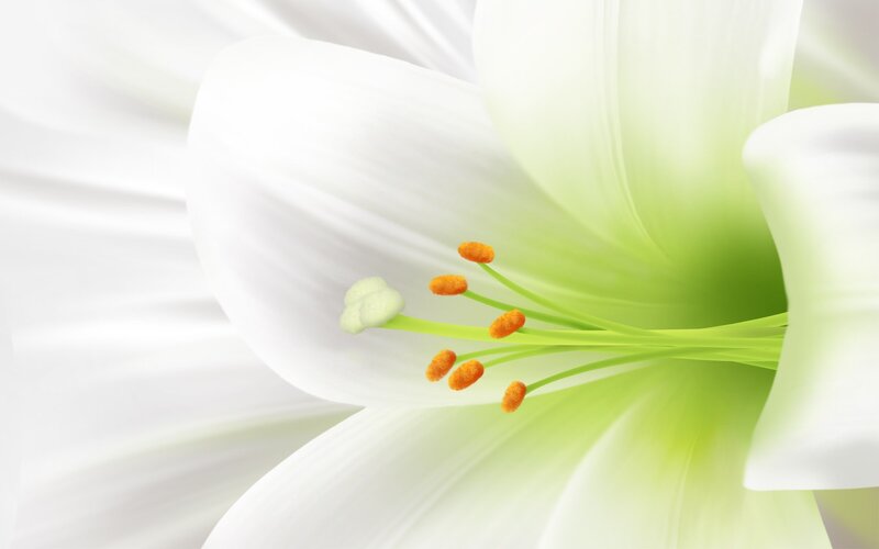 Close-up of a white lily