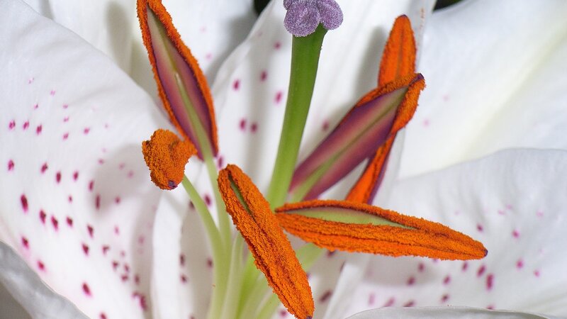 close-up of a white lily