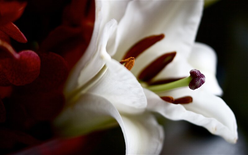 Close-up of a white lily