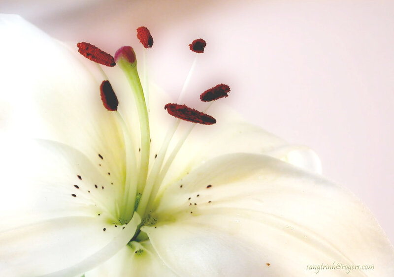 close-up of a white lily