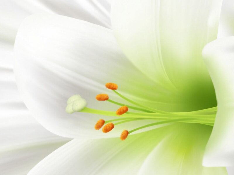 Close-up of a white lily
