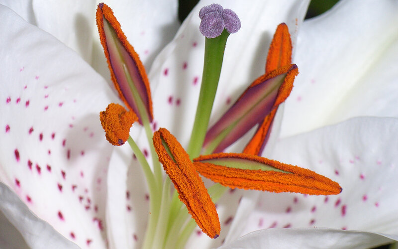 Close-up of a white lily