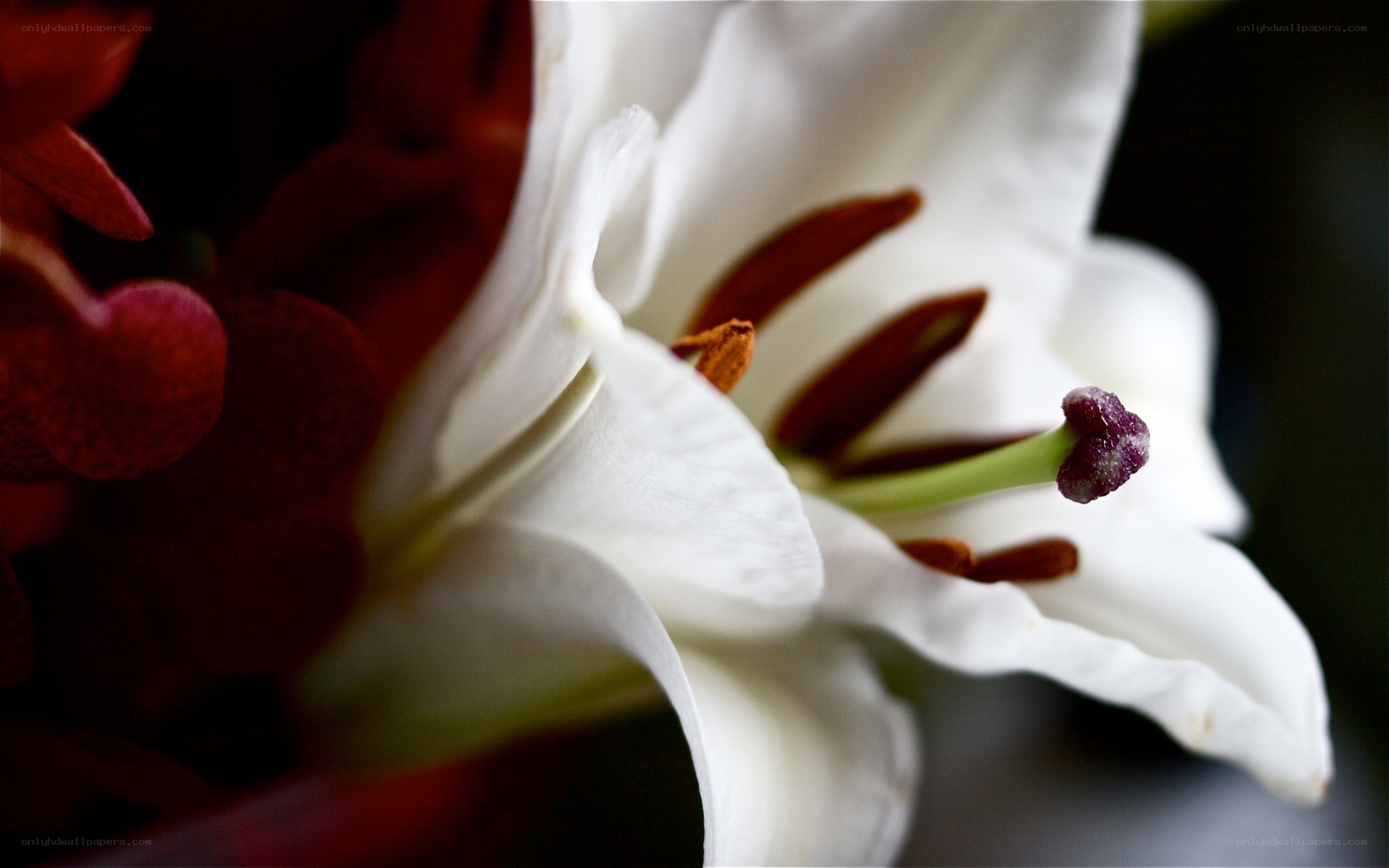 Close-up of a white lily