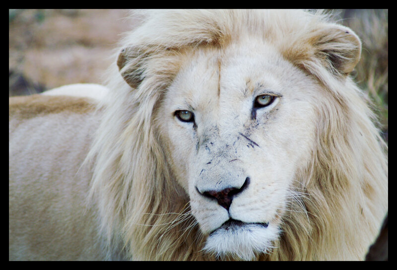 close-up of a white lion
