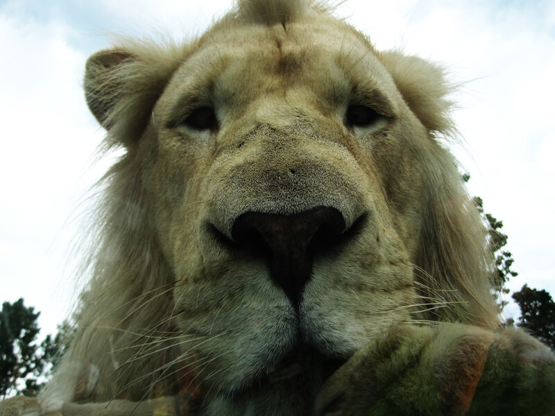 close-up of a white lion