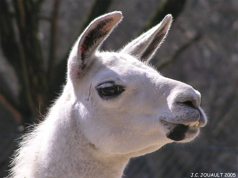 close-up of a white llama
