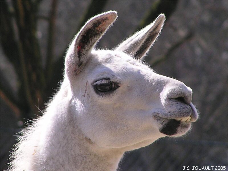 Close-up of a white llama