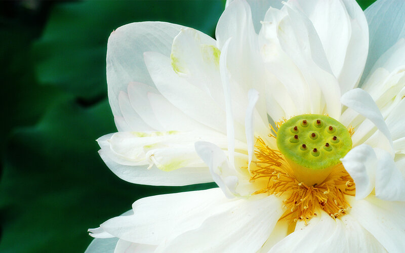Close-up of a white lotus flower