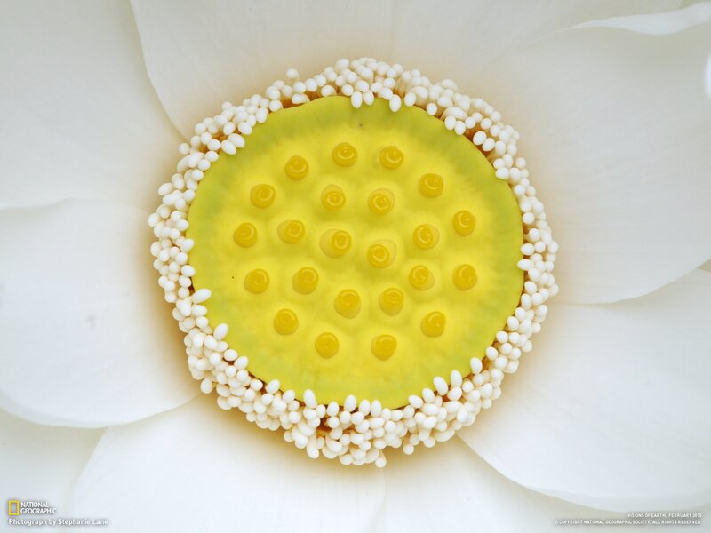 Close-up of a white lotus flower
