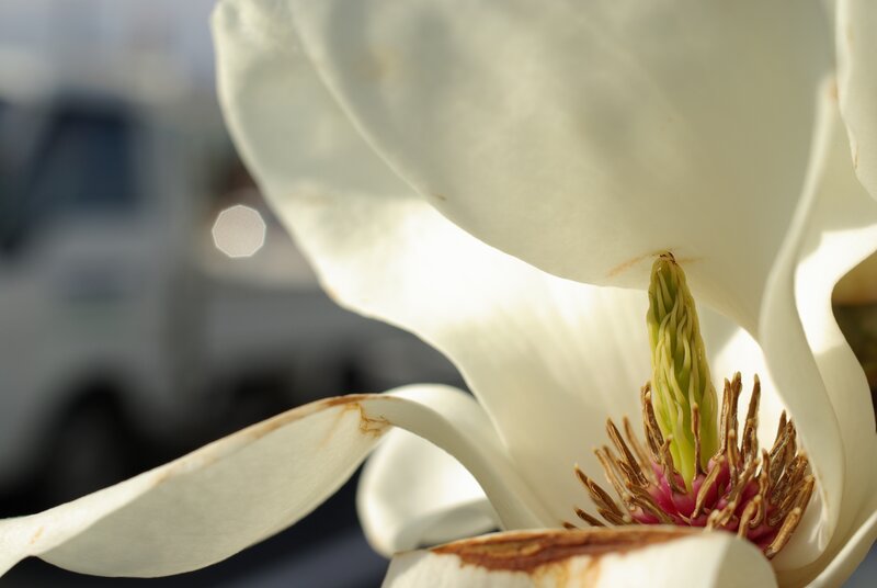 Close-up of a white magnolia flower