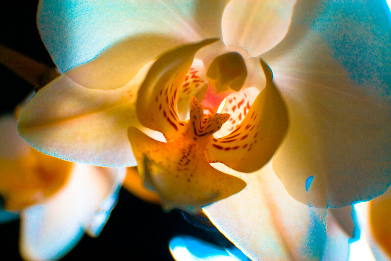Close-up of a white orchid