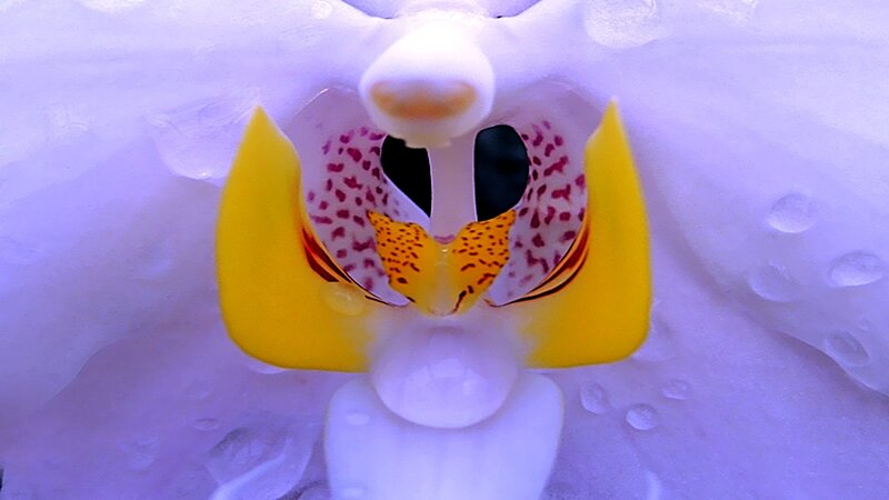 close-up of a white orchid