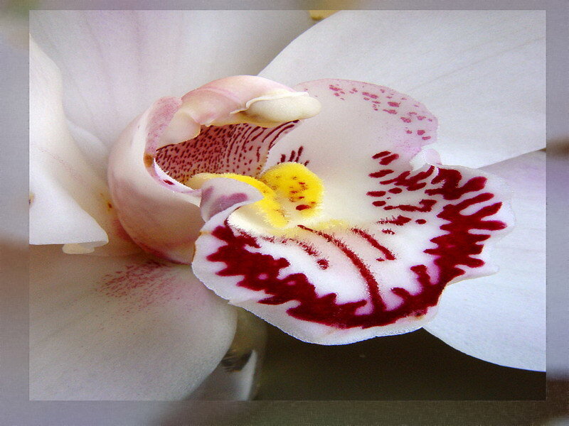 Close-up of a white orchid