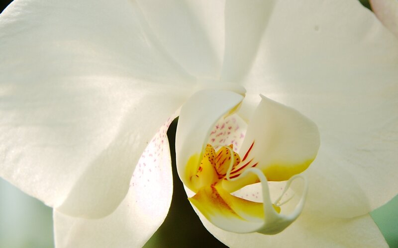 Close-up of a white orchid