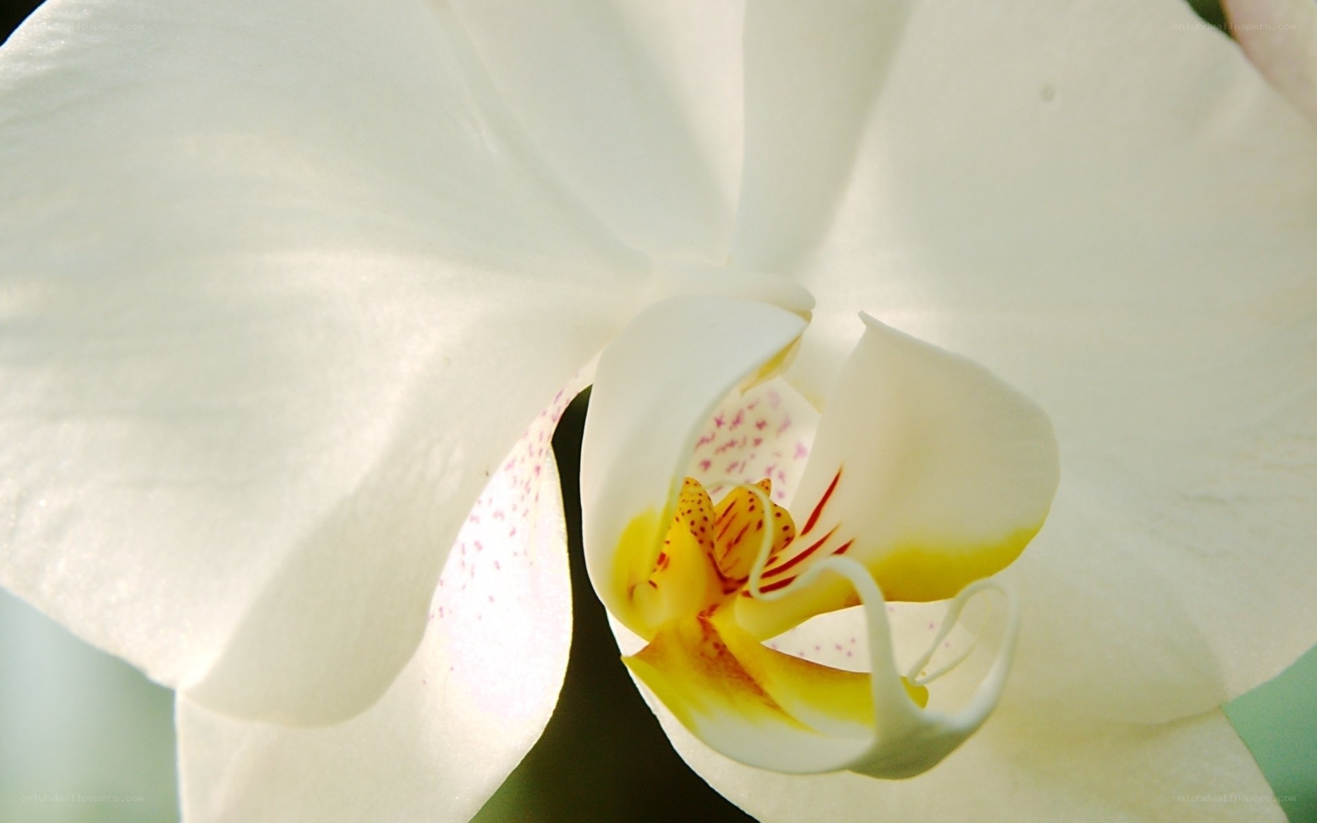 Close-up of a white orchid