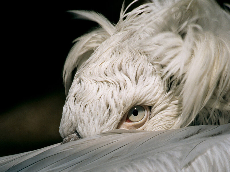 close-up of a white pelican