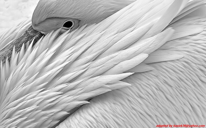Close-up of a white pelican
