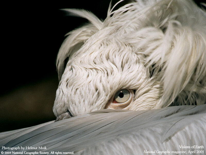 Close-up of a white pelican