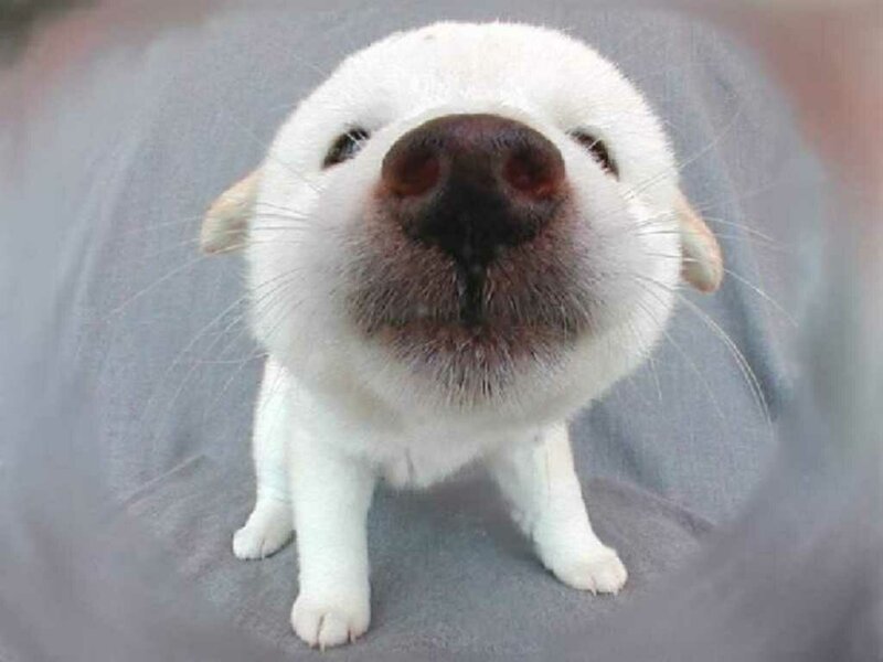 close-up of a white puppy